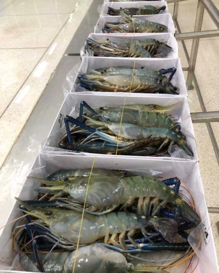 Креветка Скампи